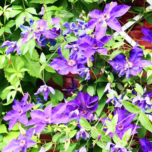 Агротехника посадки и выращивания клематиса Монюшко